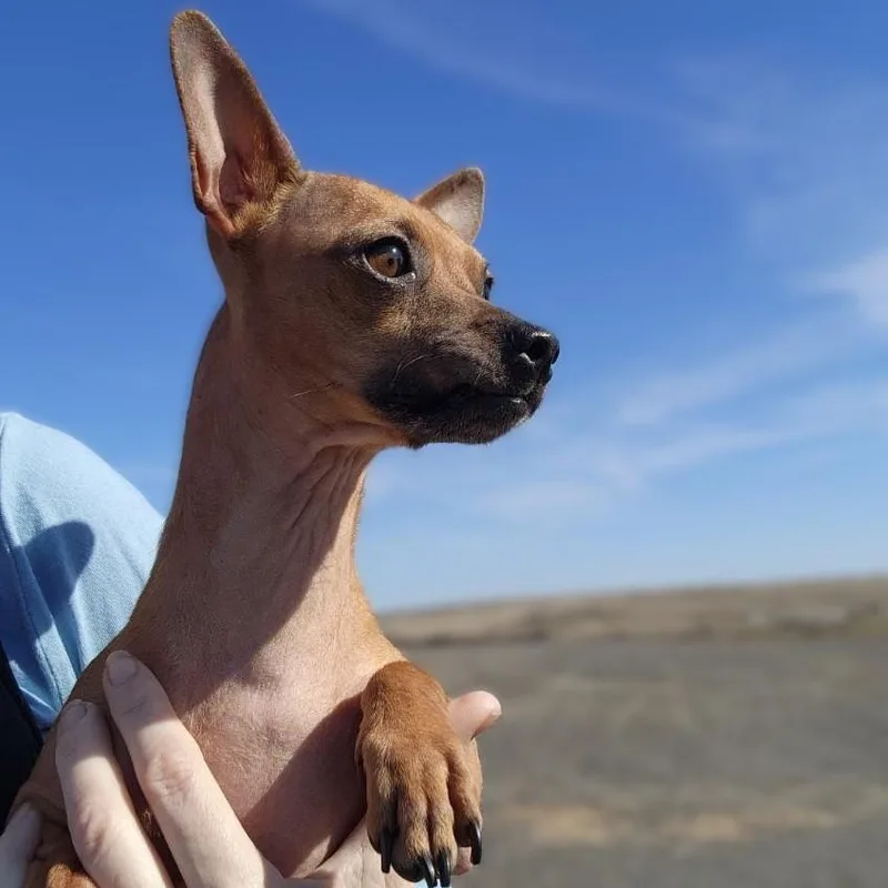 Wrangler thumbnail 4