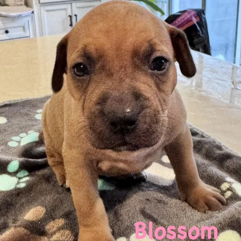 Blossom thumbnail 4