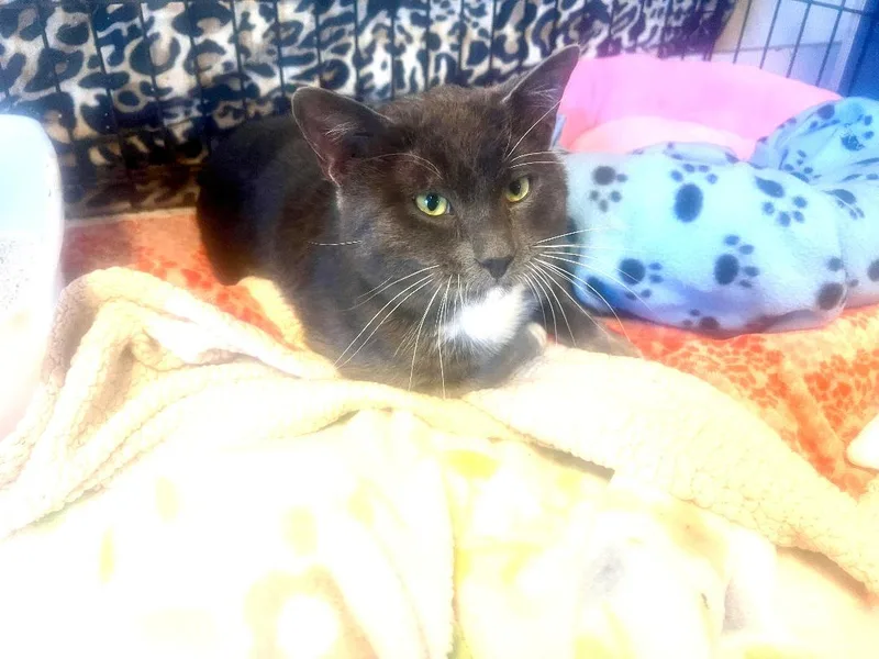 Handsome thumbnail 2