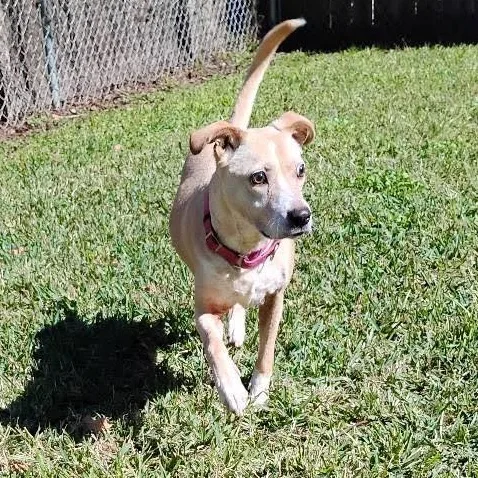 Blind Faith thumbnail 2