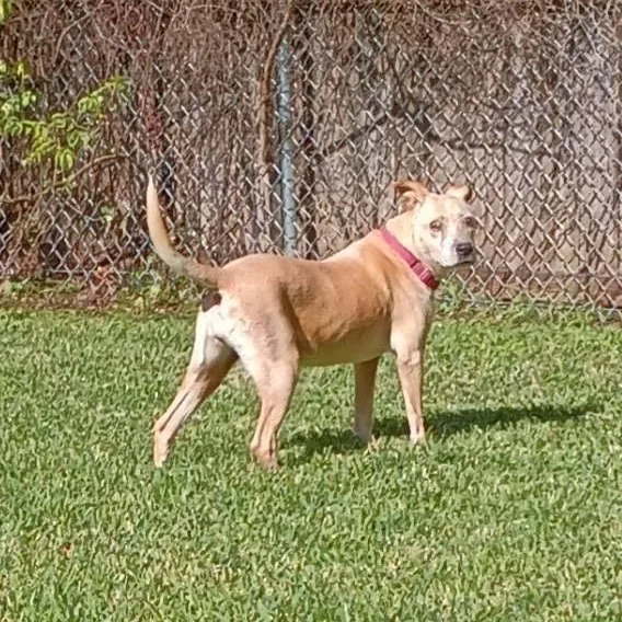 Blind Faith thumbnail 5