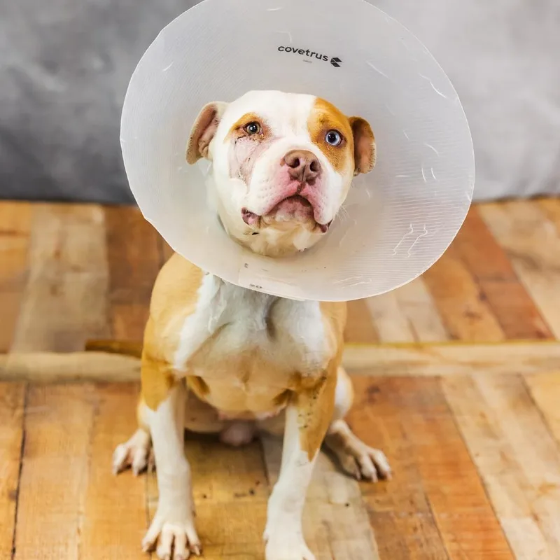 Lollygag thumbnail 2