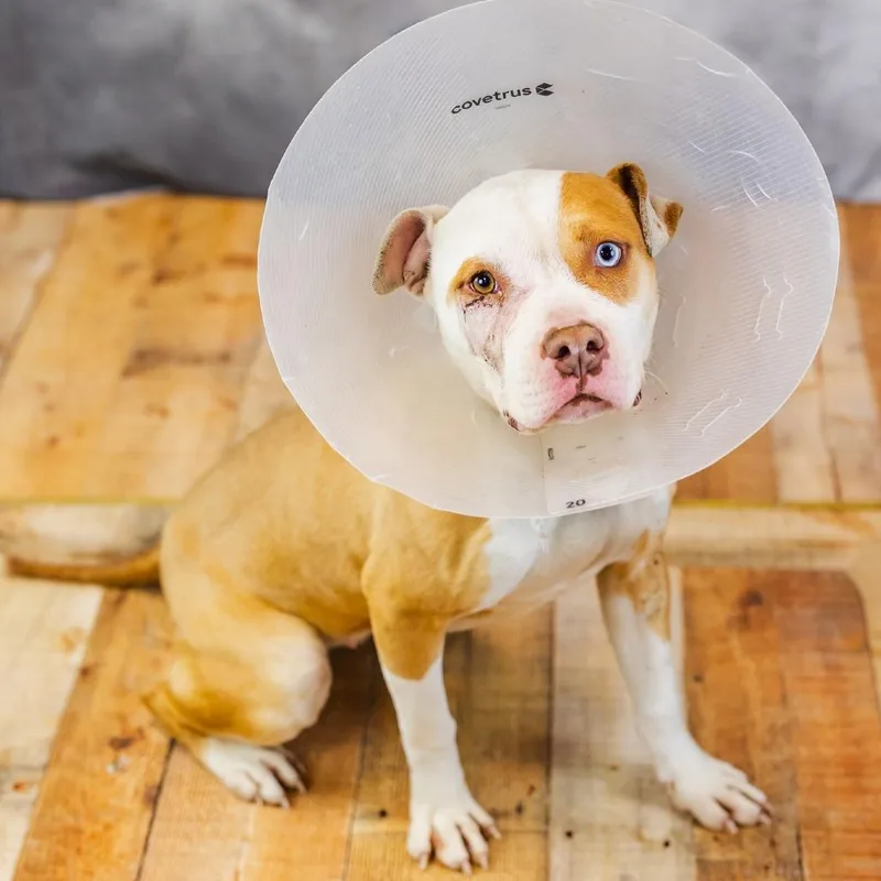 Lollygag thumbnail 3