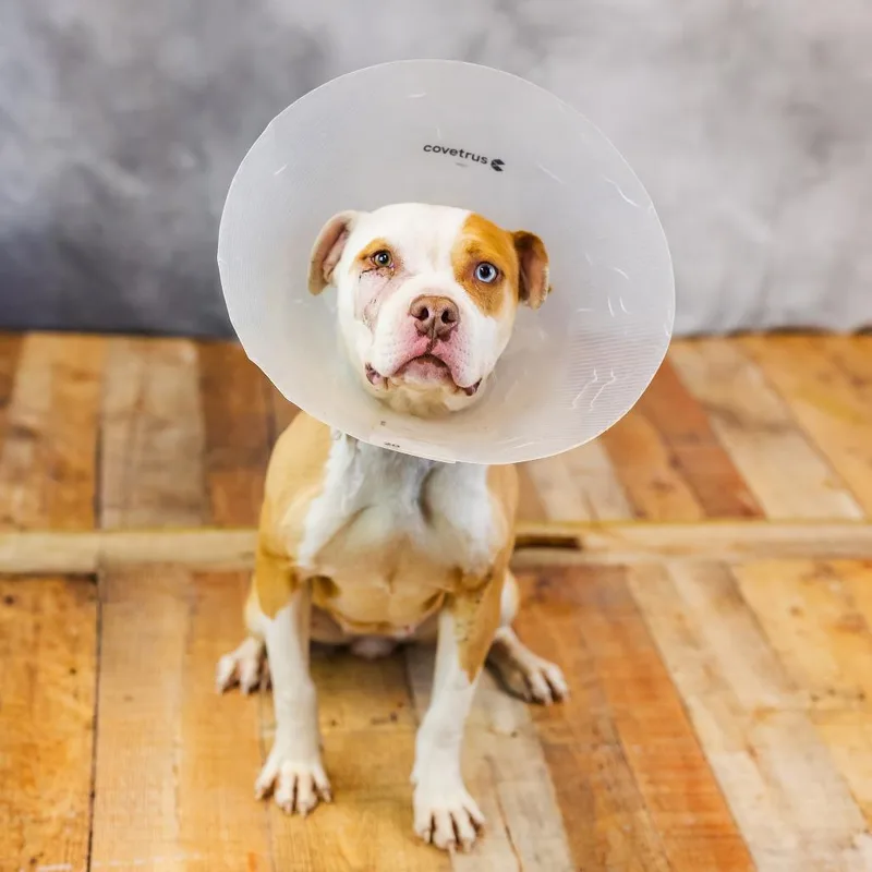 Lollygag thumbnail 4