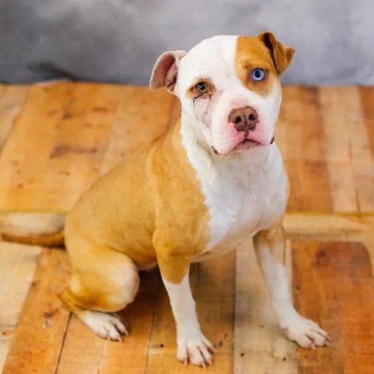 Lollygag thumbnail 5