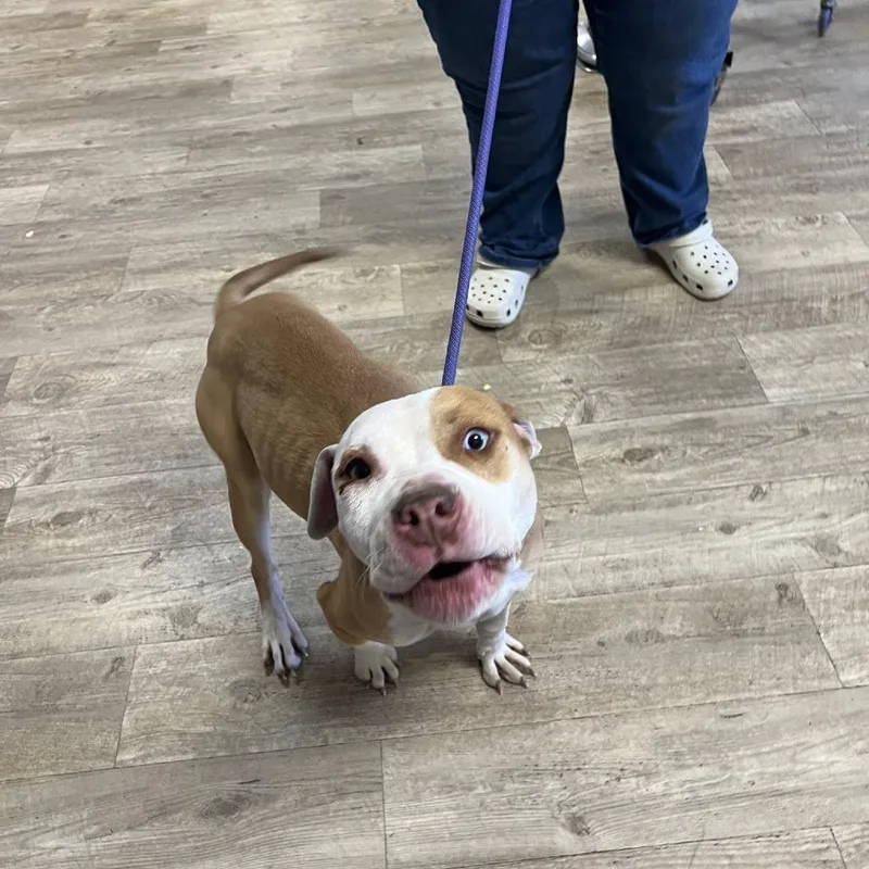 Lollygag thumbnail 6