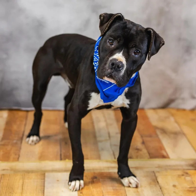 Malarkey thumbnail 3