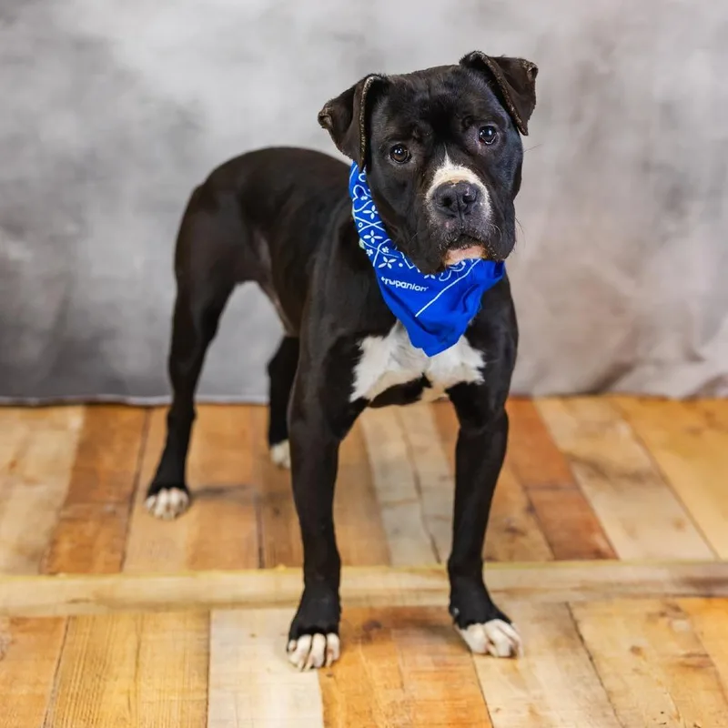 Malarkey thumbnail 4