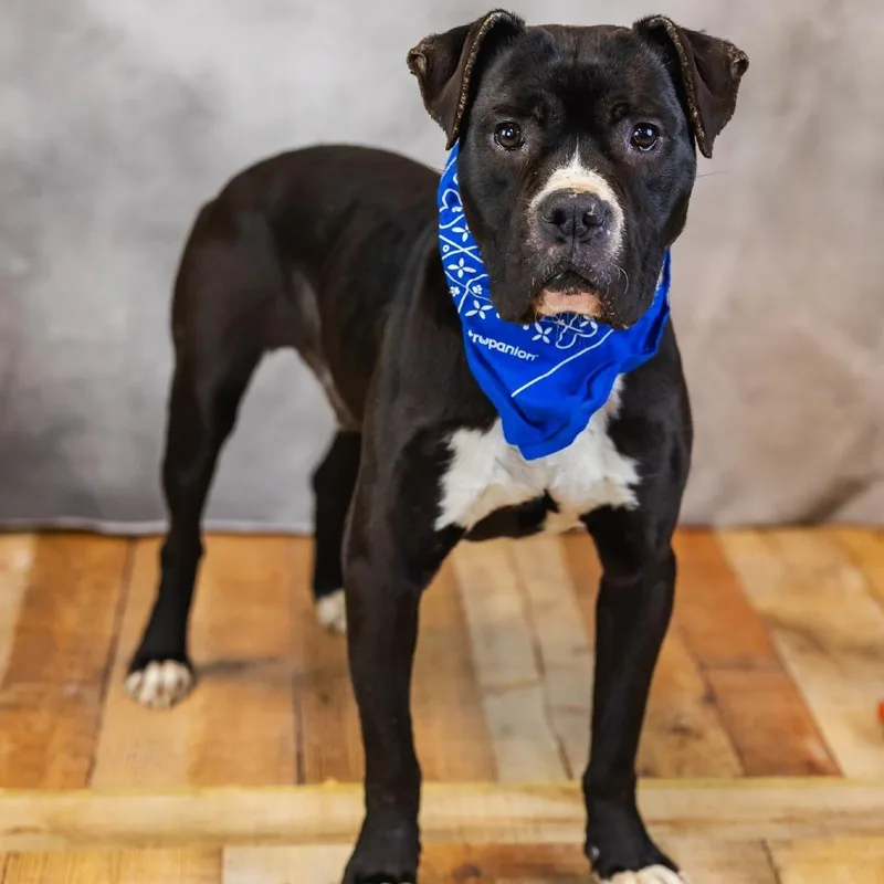 Malarkey thumbnail 5