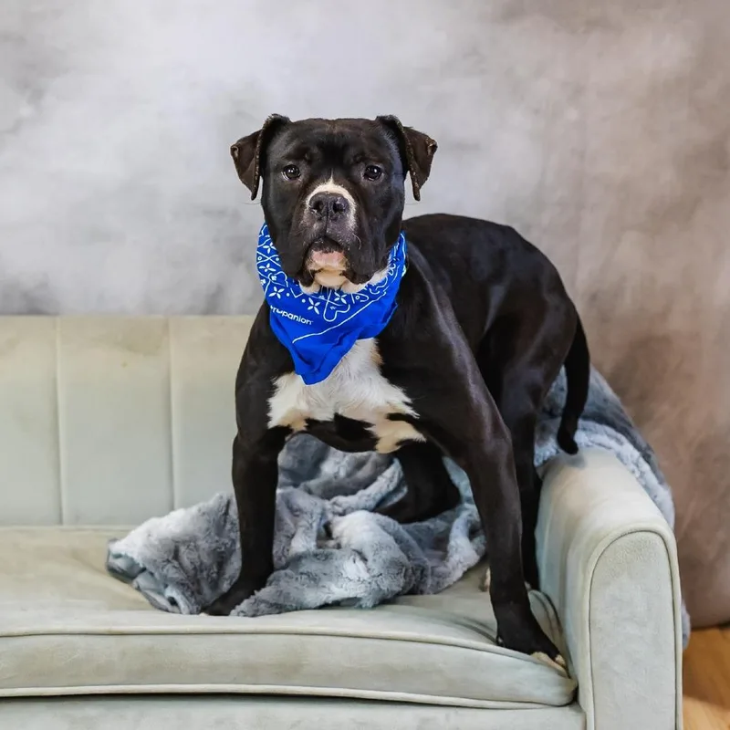 Malarkey thumbnail 6