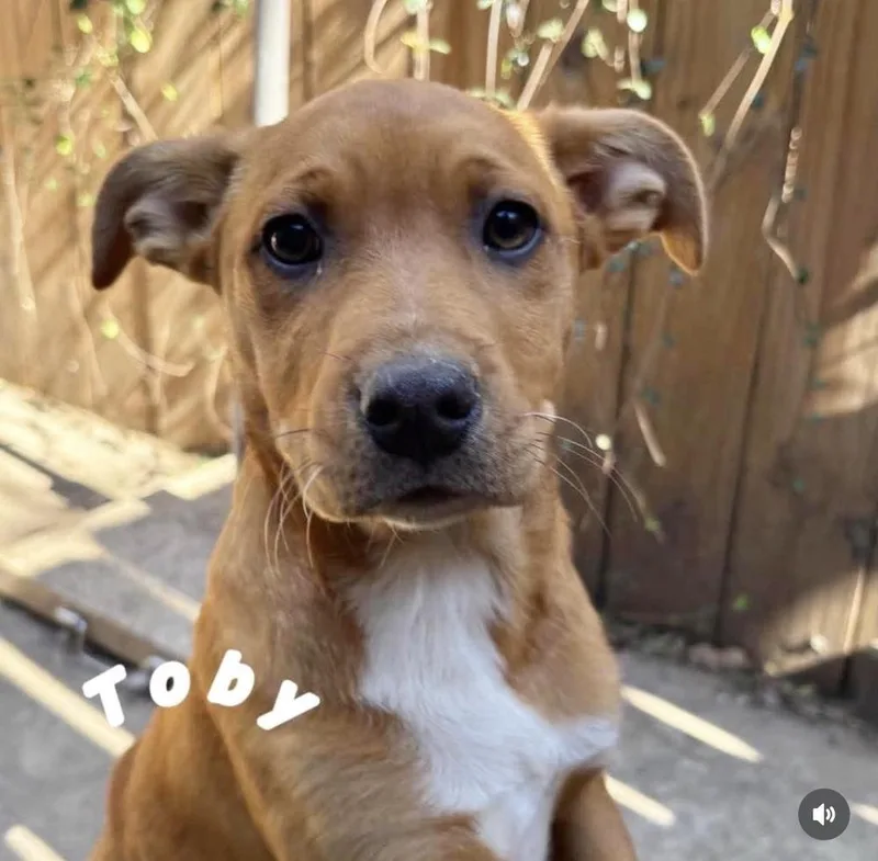 Toby Elaine thumbnail 2