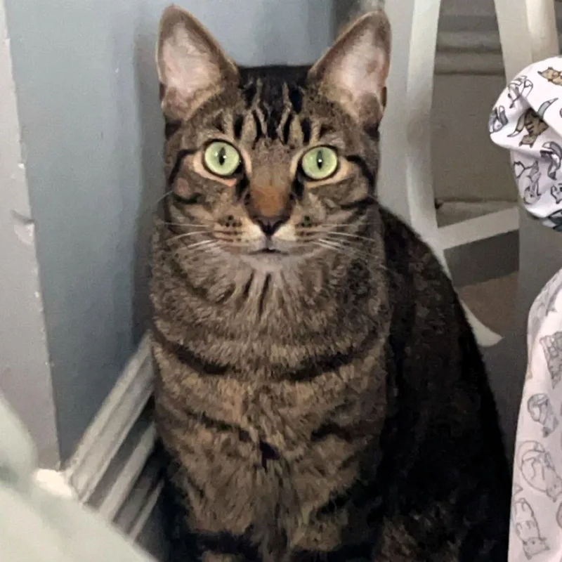 An adult medium-sized male Domestic Short Hair cat named Wilbur for adoption in Rochester, NY