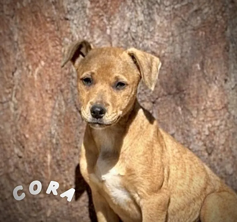 Cora