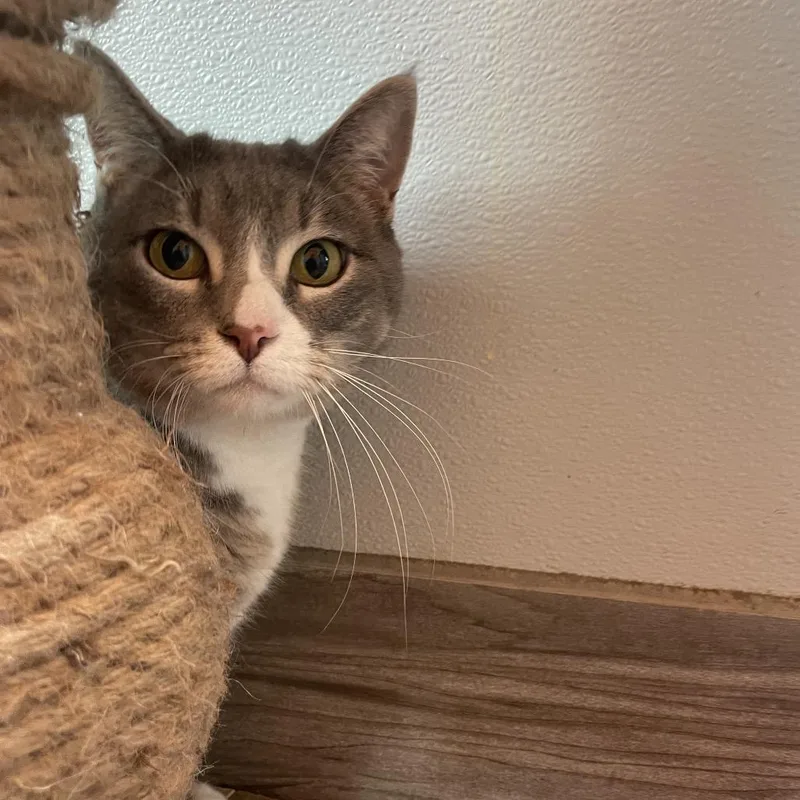 Bonquiqui thumbnail 2