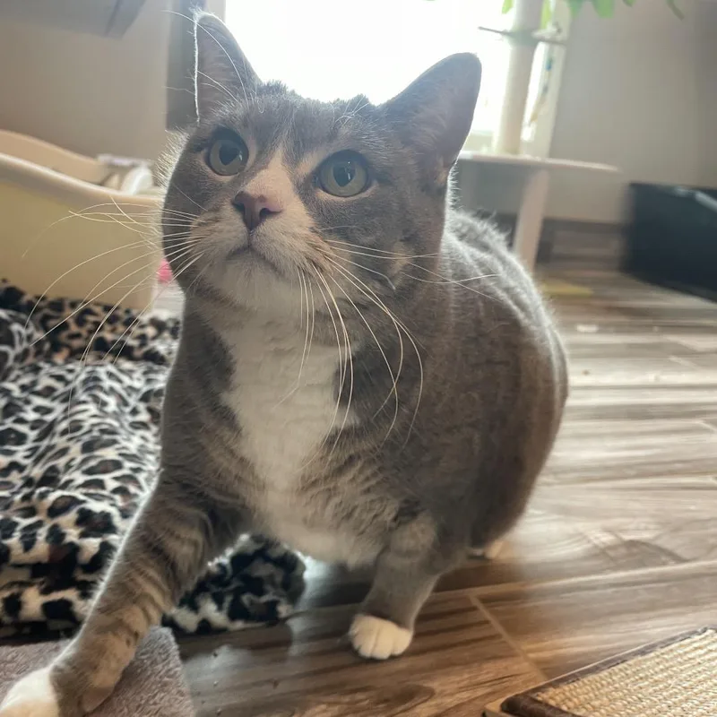 Bonquiqui thumbnail 3