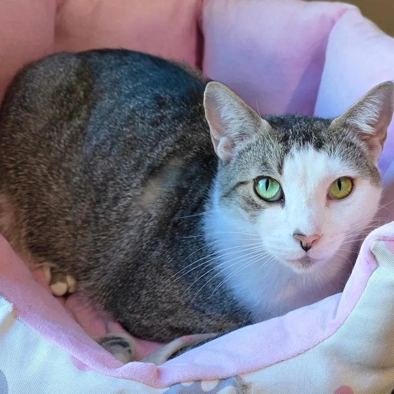 Little Debbie thumbnail 2