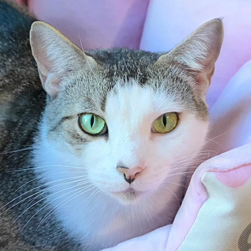 Little Debbie thumbnail 3