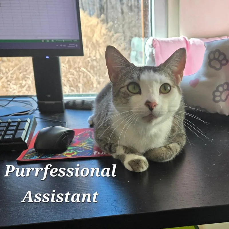 Little Debbie thumbnail 4