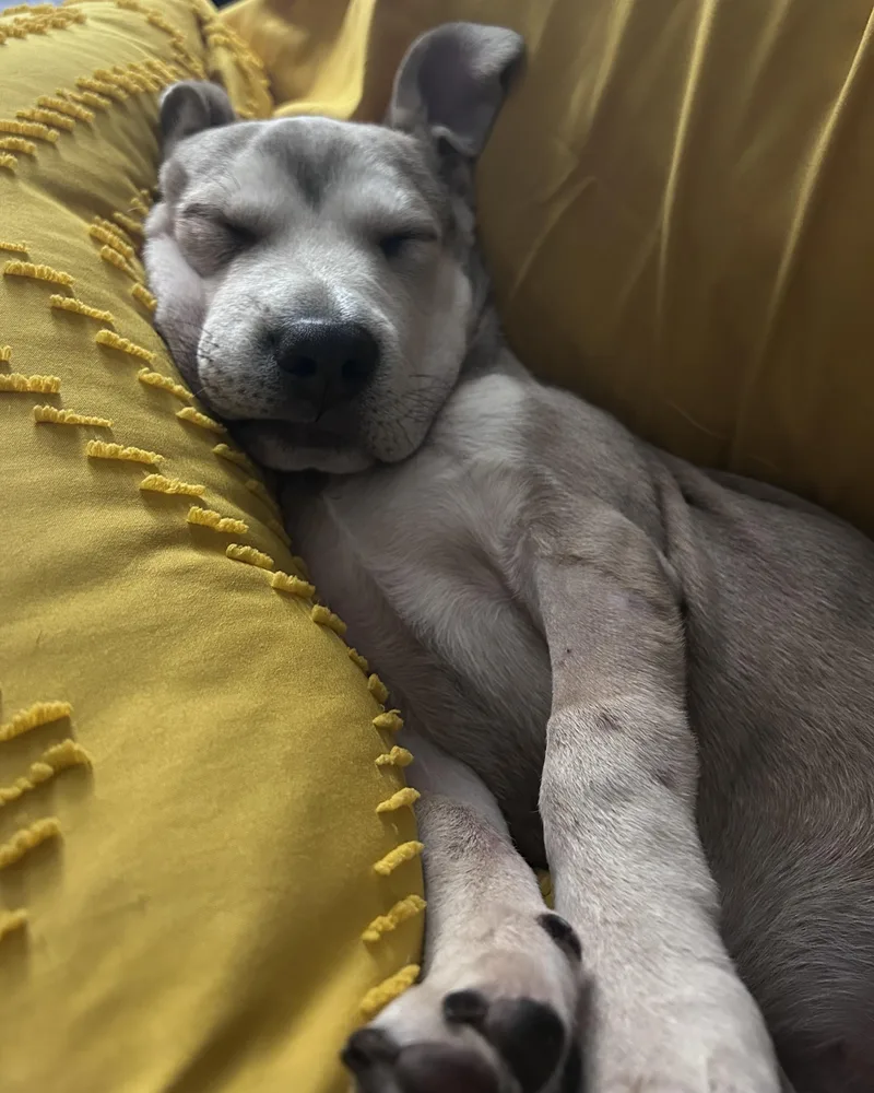 Sebastian thumbnail 2