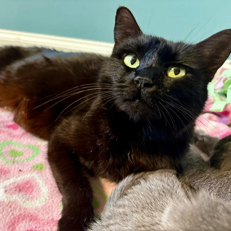 An adult medium-sized female Domestic Short Hair cat named Serenity for adoption in Cumming, GA