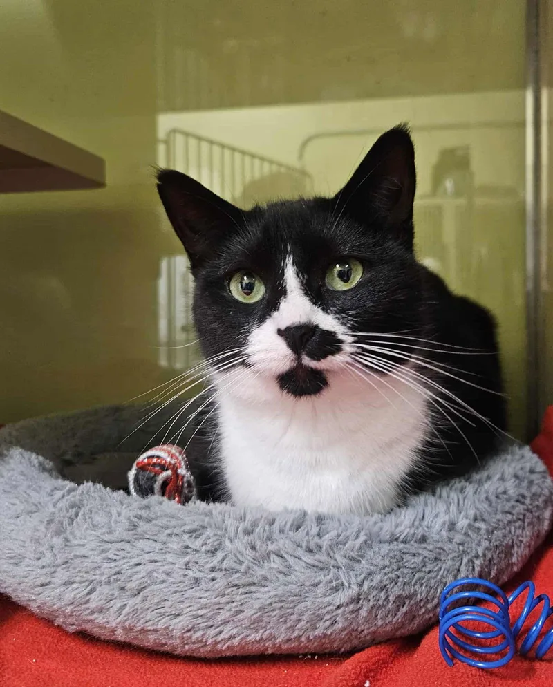 Sylvia At Petsmart Epping