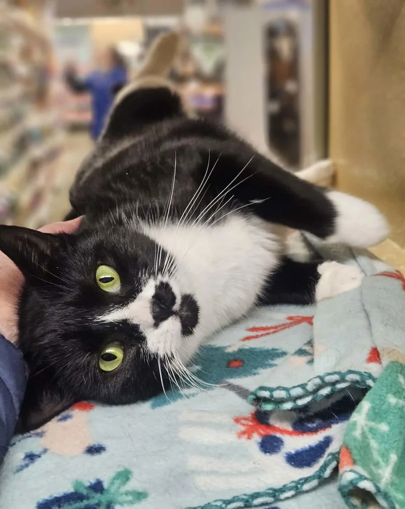 Sylvia At Petsmart Epping thumbnail 2