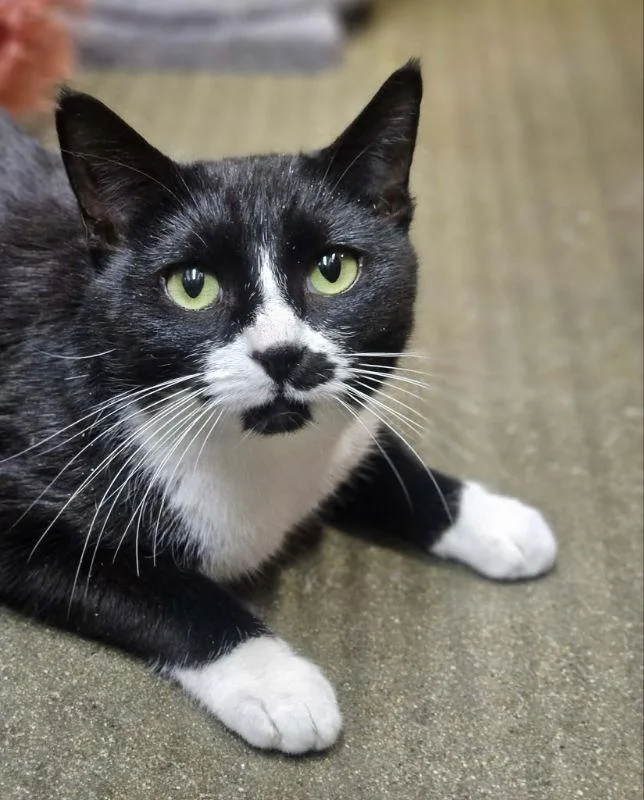 Sylvia At Petsmart Epping thumbnail 3