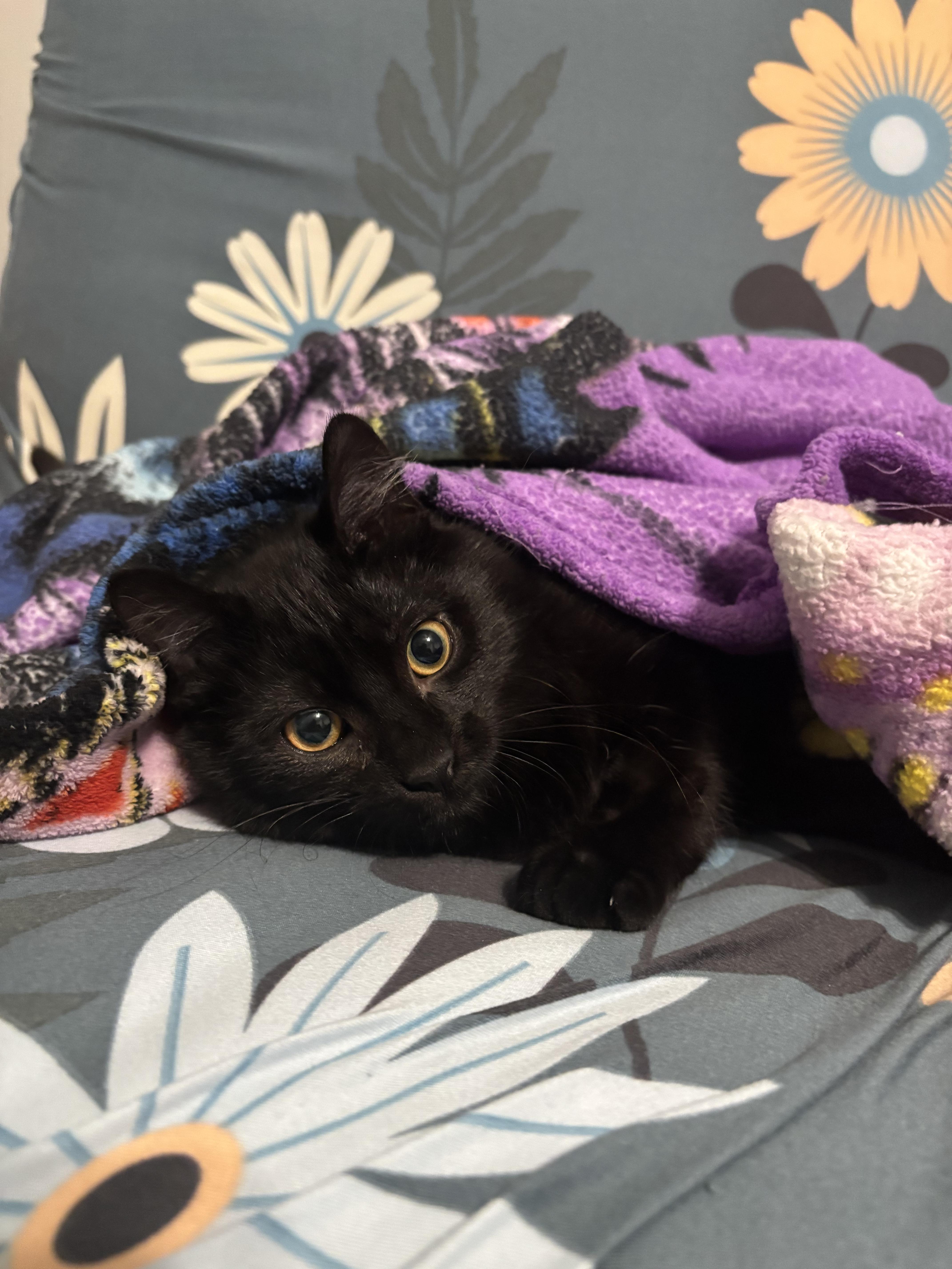 Theodore thumbnail 3