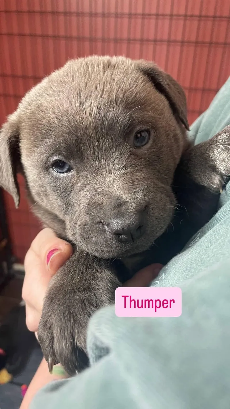 Thumper