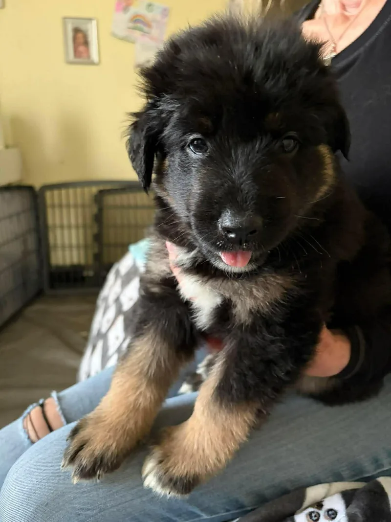 Stranger Things Puppies thumbnail 3