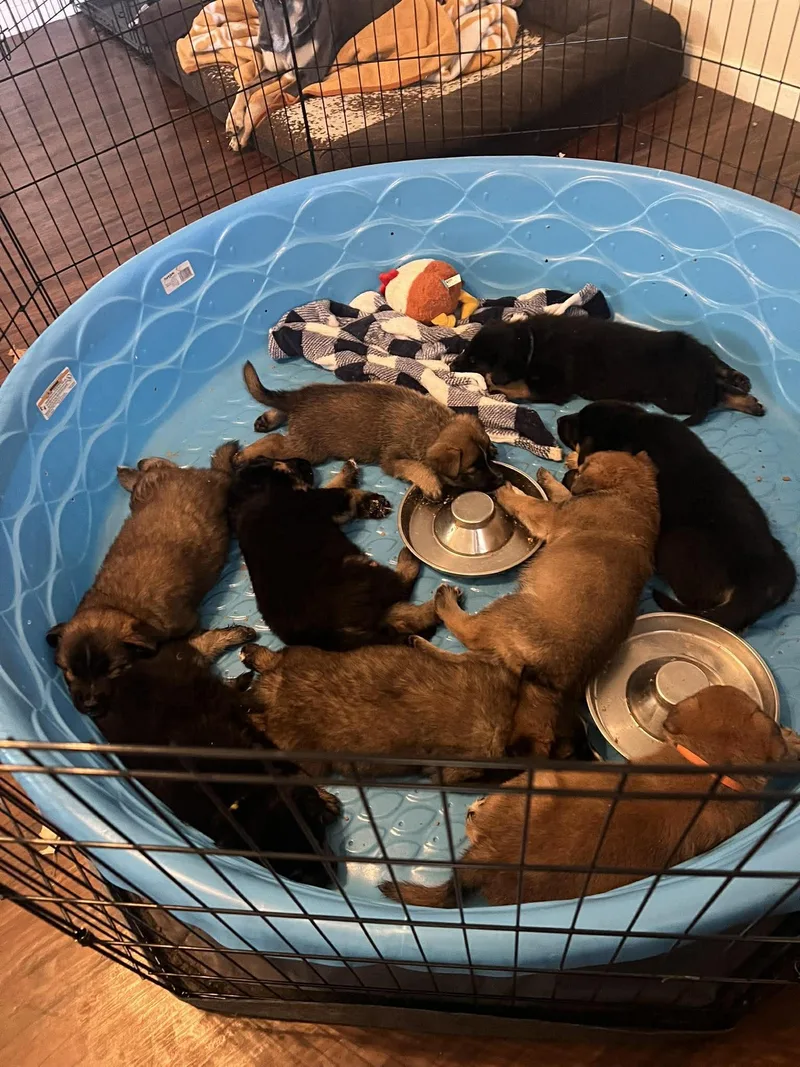 Stranger Things Puppies thumbnail 4