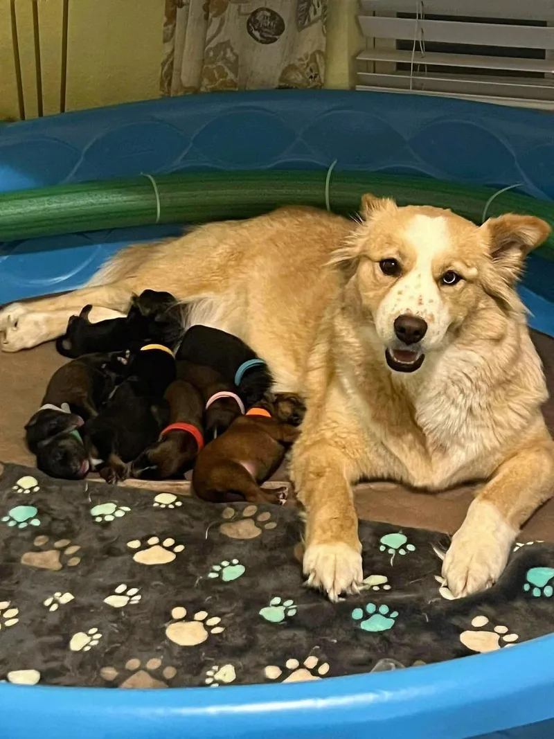 Stranger Things Puppies thumbnail 5