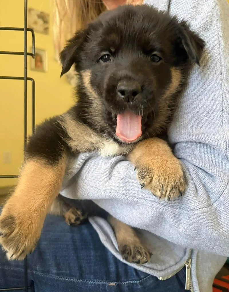 Stranger Things Puppies thumbnail 6