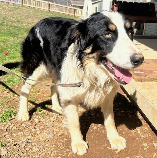 Tombstone Talent thumbnail 2