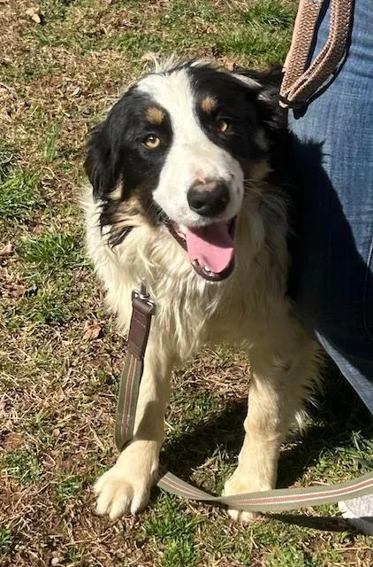 Tombstone Talent thumbnail 3