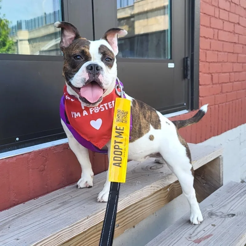 Tully  Local Gal thumbnail 2