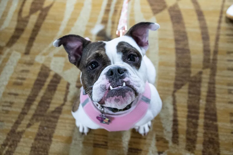 Tully  Local Gal thumbnail 3