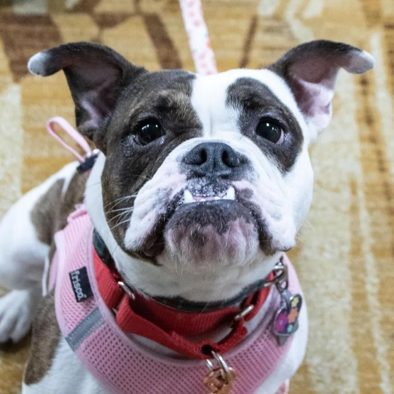 Tully  Local Gal thumbnail 5