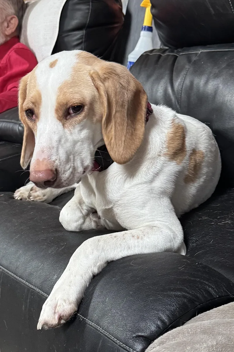 Butterscotch thumbnail 2