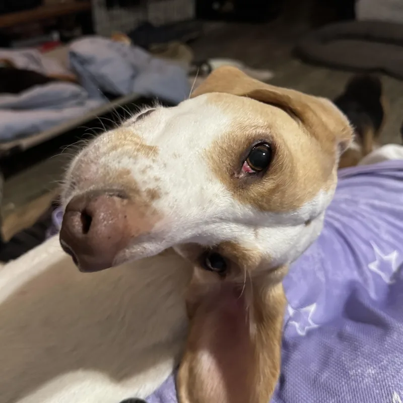 Butterscotch thumbnail 3