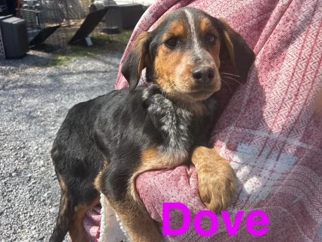 Dove Oiseau thumbnail 2