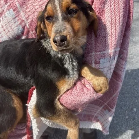 Dove Oiseau thumbnail 3