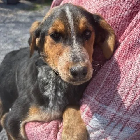 Dove Oiseau thumbnail 4