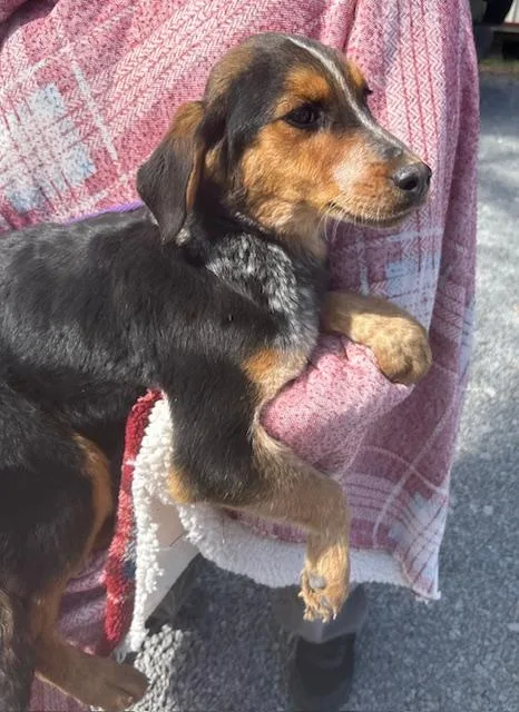 Dove Oiseau thumbnail 5