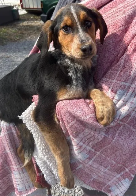 Dove Oiseau thumbnail 6