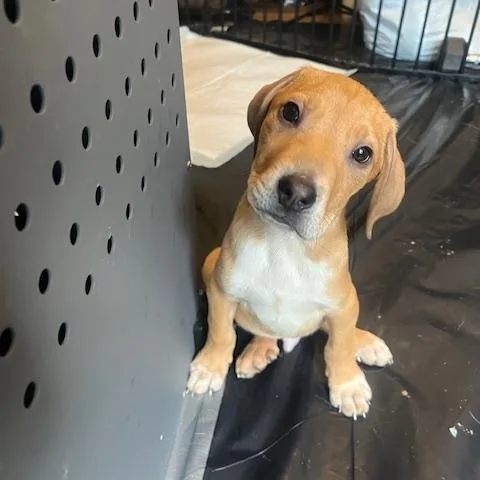 Fern Green thumbnail 2