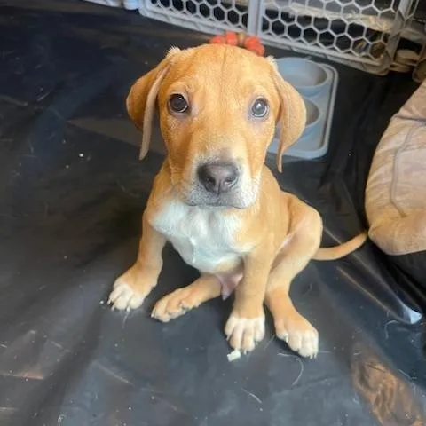 Fern Green thumbnail 3