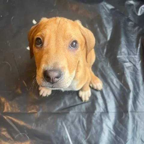 Fern Green thumbnail 4