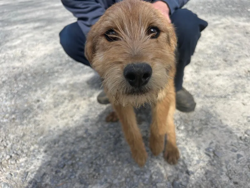 Hawk Oiseau thumbnail 2