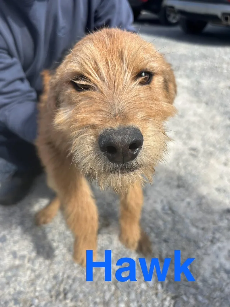 Hawk Oiseau thumbnail 3